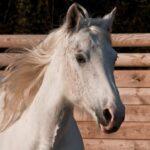 maladies- produit-respi (14) - Enalees