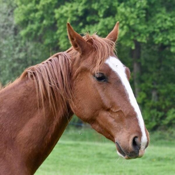 Enalees-maladies-respiratoires-chevaux