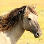 Enalees-maladies-respiratoires-chevaux