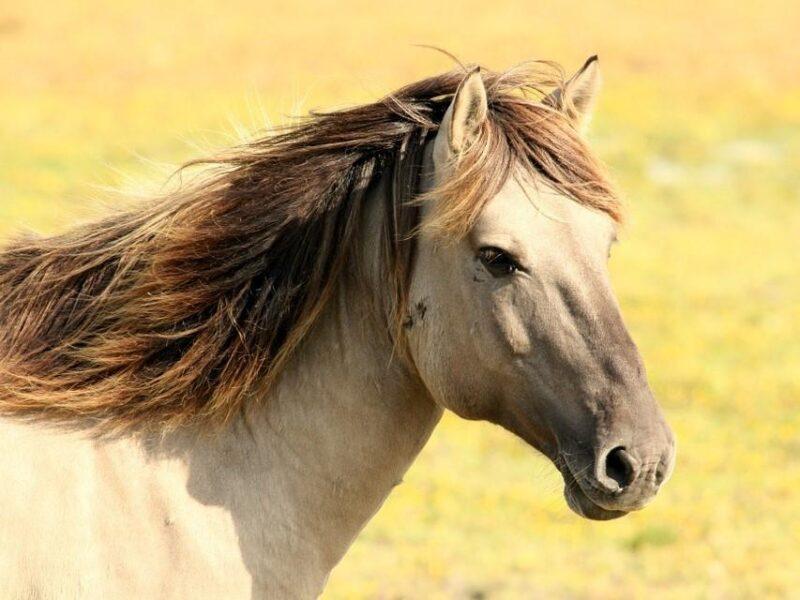 Epona EHV-1 Lavages