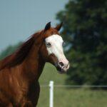 Enalees-maladies-respiratoires-chevaux