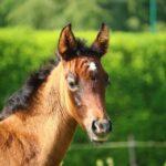 Enalees-maladies-respiratoires-chevaux
