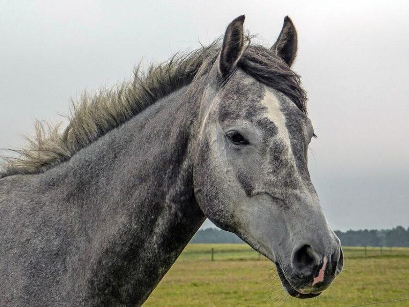 Epona EHV-2 Lavages